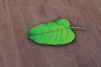 Plastic Laminate Flooring